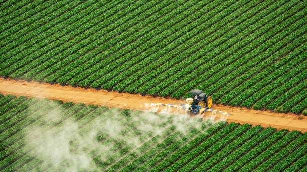Wasp Removal Services in Graceville, FL